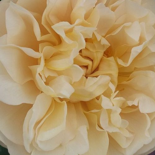 Online rózsa webáruház - virágágyi floribunda rózsa - sárga - Rosa Olivera™ - közepesen intenzív illatú rózsa - PhenoGeno Roses - Kissé szokatlan, lapos formájú virágai a nyílás során krémszínűre változnak.